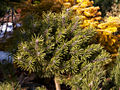 Pinus mugo Echiniformis IMG_4594 Sosna kosodrzewina